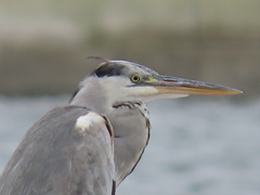 Ardea cinerea
