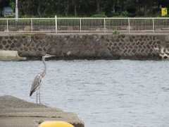Ardea cinerea