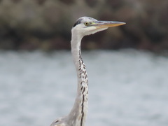 Ardea cinerea