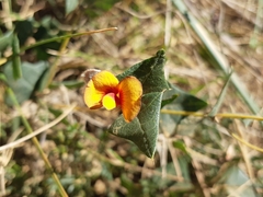 Platylobium triangulare