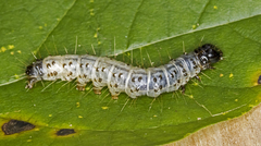 Scolecocampa