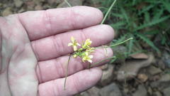 Sisymbrium capense