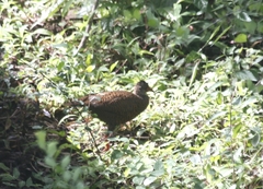 Galloperdix spadicea