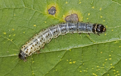 Scolecocampa