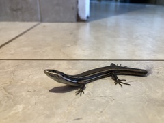 Aspronema dorsivittatum