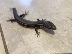Aspronema dorsivittatum