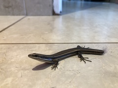 Aspronema dorsivittatum