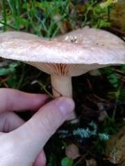 Lactarius trivialis