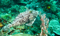 Pseudomonacanthus macrurus