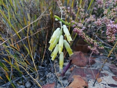 Lachenalia vanzyliae