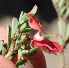 Indigofera stricta