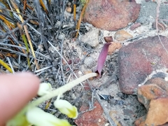 Lachenalia vanzyliae