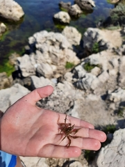 Macropodia czernjawskii