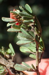 Indigofera stricta