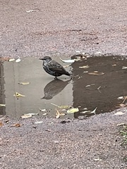 Sturnus vulgaris