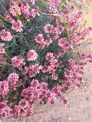 Indigofera psoraloides