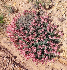 Indigofera psoraloides
