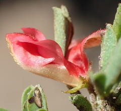 Indigofera stricta