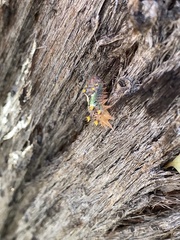 Doratifera oxleyi