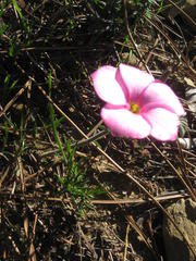Oxalis hirta canescens