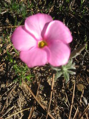 Oxalis hirta canescens