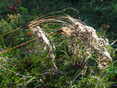 Scirpus longii