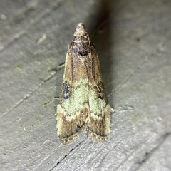 Heteromicta tripartitella