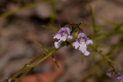 Prostanthera sejuncta