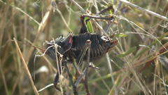 Acanthoplus discoidalis