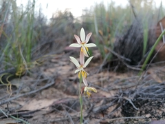 Hesperantha radiata