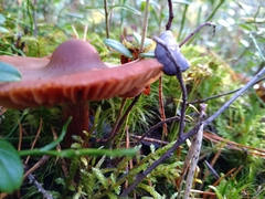 Lactarius rufus