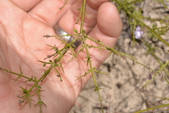 Prostanthera sejuncta