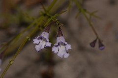 Prostanthera sejuncta