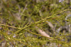Prostanthera sejuncta