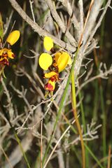 Diuris decrementa