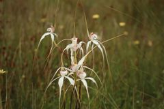 Caladenia longicauda eminens