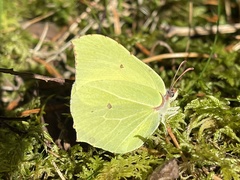 Gonepteryx rhamni