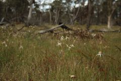 Caladenia longicauda eminens