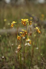 Diuris decrementa