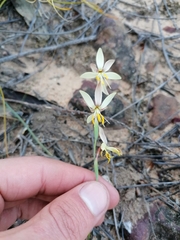Hesperantha radiata