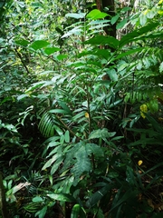 Aphanamixis polystachya