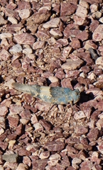 Sphingonotus azurescens