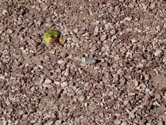Sphingonotus azurescens