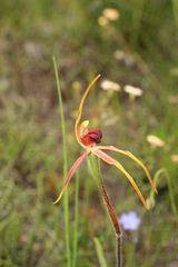 Caladenia longiclavata