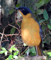 Cossypha dichroa dichroa