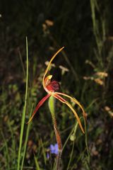 Caladenia longiclavata