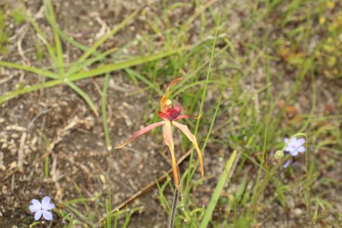 Image of Caladenia longiclavata by (c) Em Lamond, some rights reserved (CC BY)