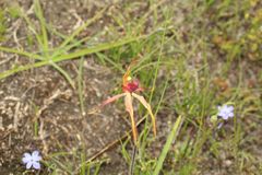 Caladenia longiclavata