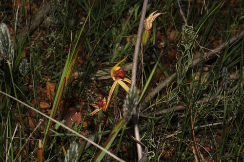 Image of Caladenia longiclavata by (c) Em Lamond, some rights reserved (CC BY)
