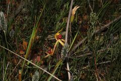 Caladenia longiclavata